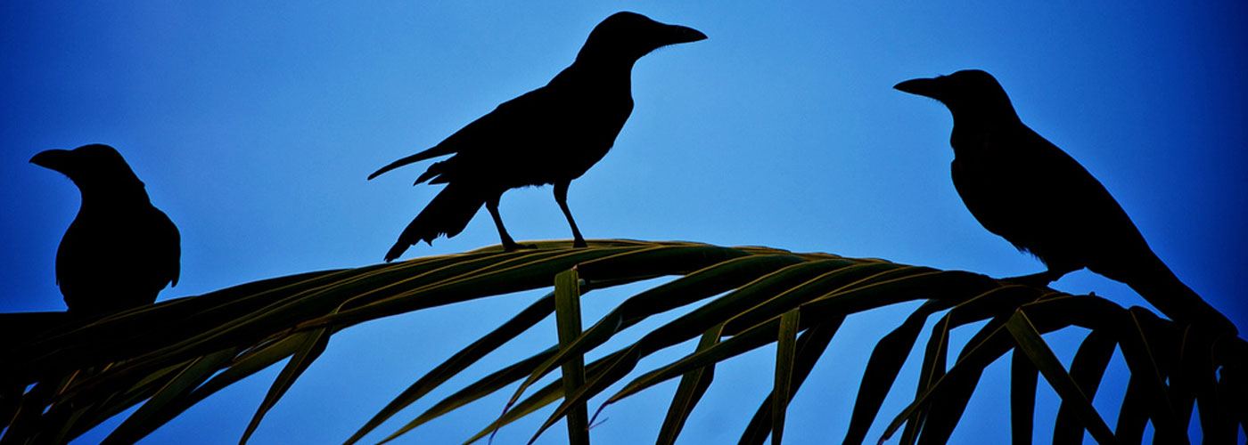 How the Cuckoo and the Crow Explain the Entrepreneurship Ecosystem