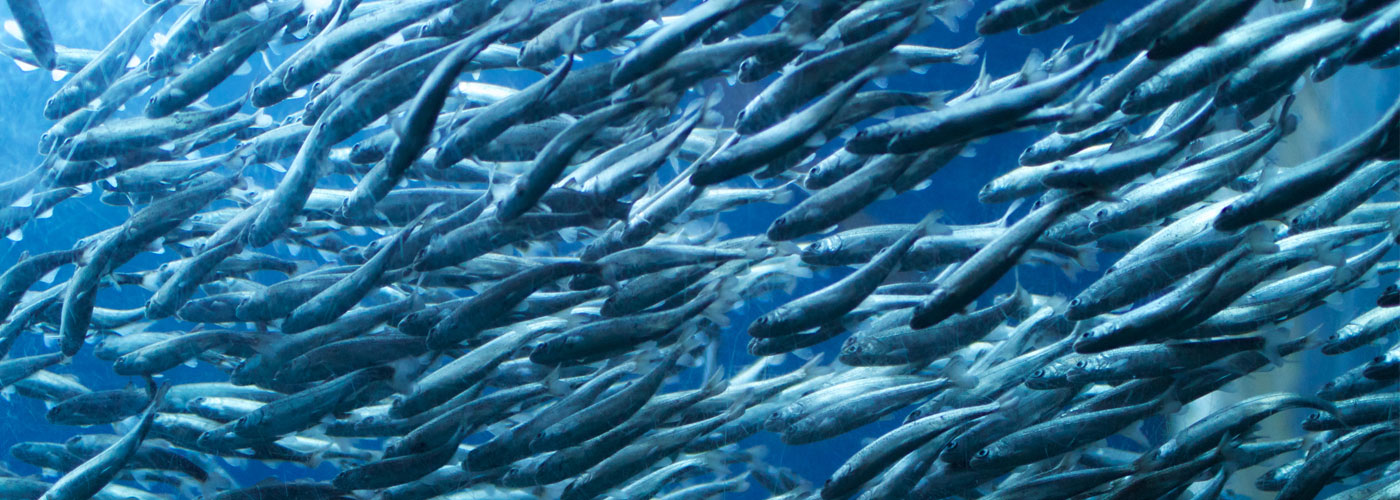What a School of Fish Can Teach Us About Startup Culture and How to Scale It