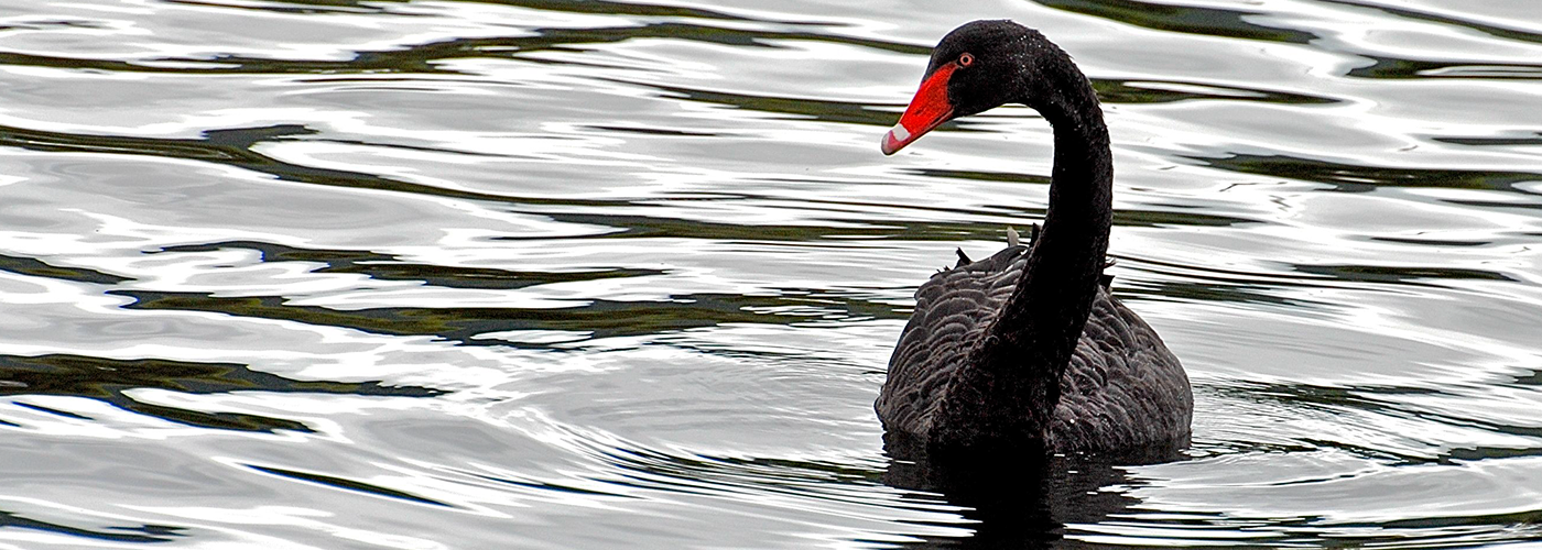 How These Black Swans Will Shape the Future of Energy