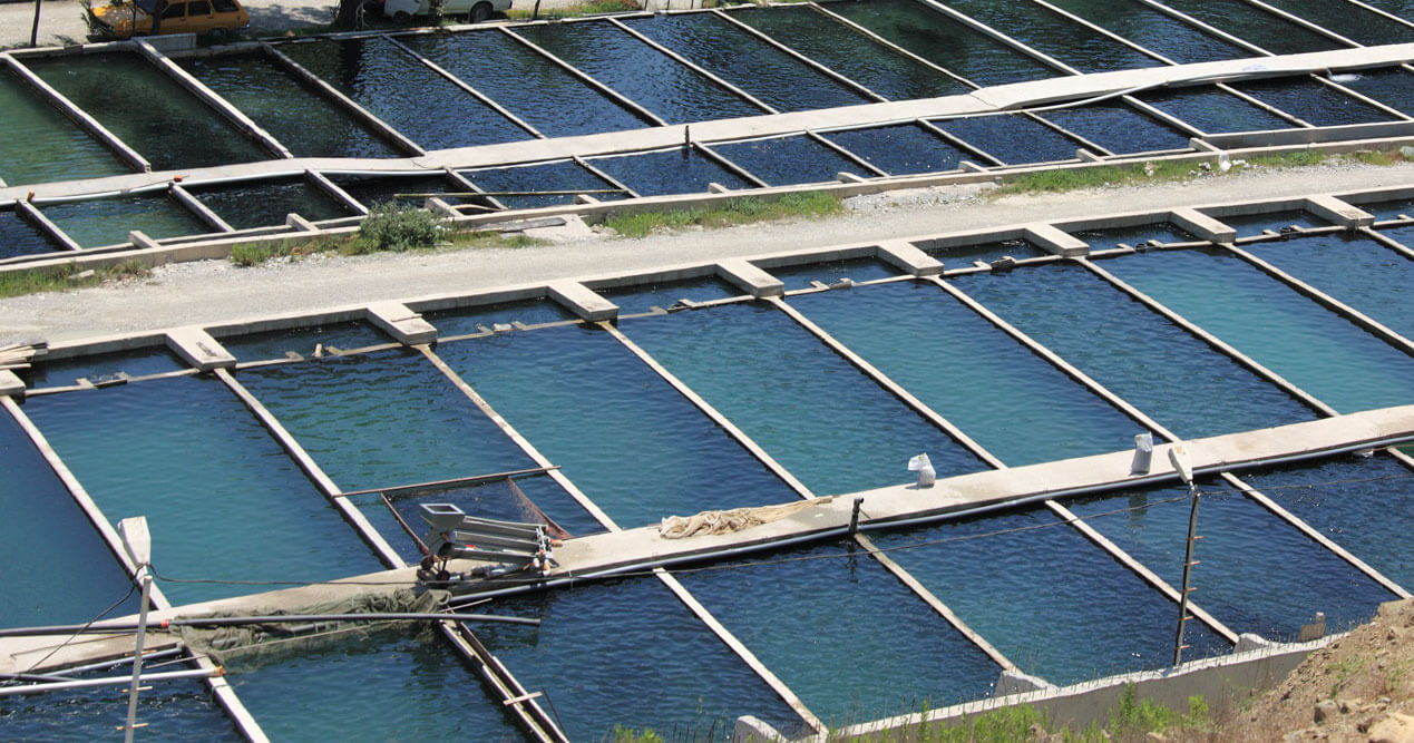 Indonesian Aquaculture Unlocks the Future of Global Food Supply Chains